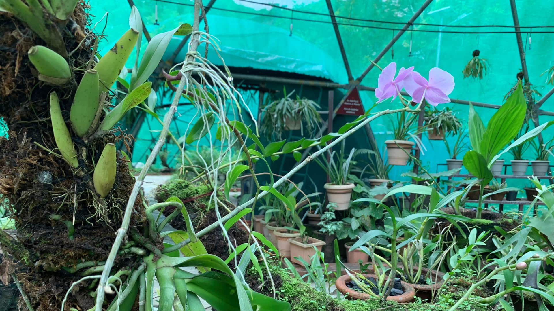 Inside the SGNP Orchidarium in Mumbai. (Image: Moneycontrol)