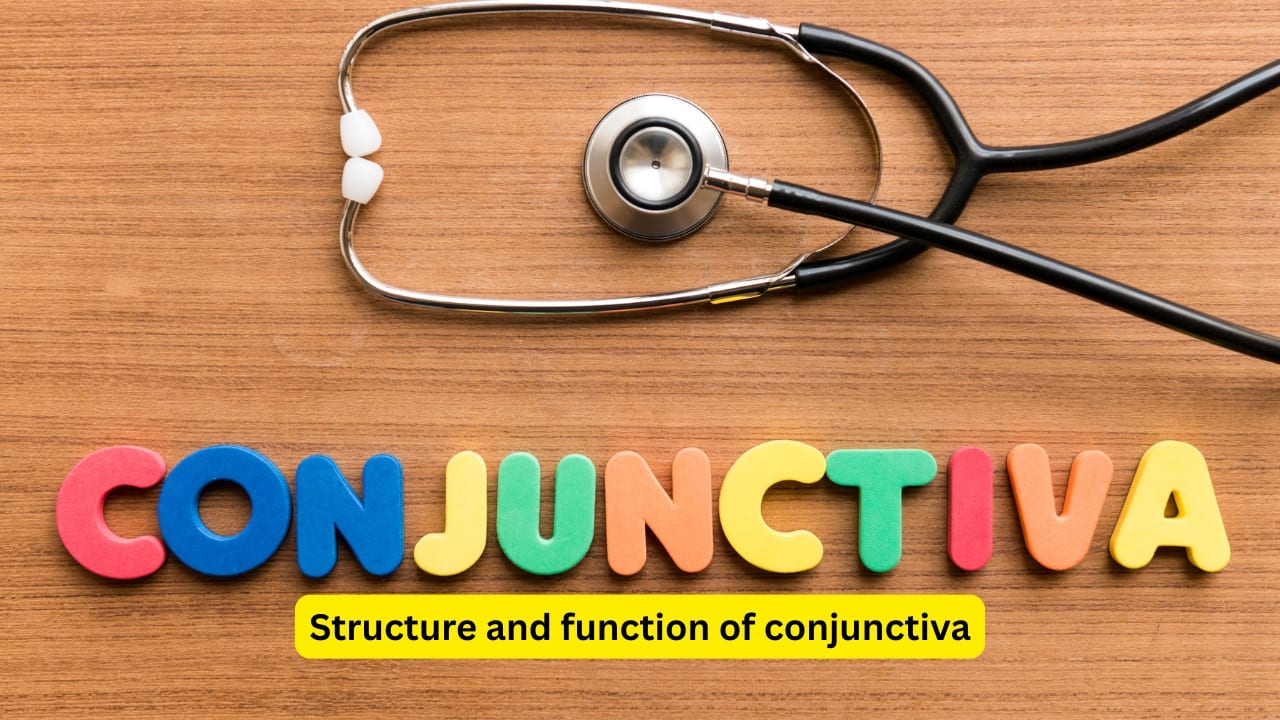 Structure and function of conjunctiva The conjunctiva is a mucous membrane that is normally transparent, and lines the posterior surface of the eyelids and the anterior part of the eyeball. The secretory glands release mucus which aids in keeping the conjunctiva moist. This membrane is likely to get infected, and must be adequately cared for.(Image: Canva) 