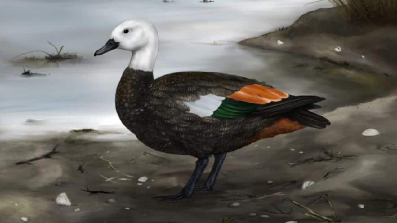 Isolated islands pushed extinct Rēkohu shelduck towards flightlessness – here’s why