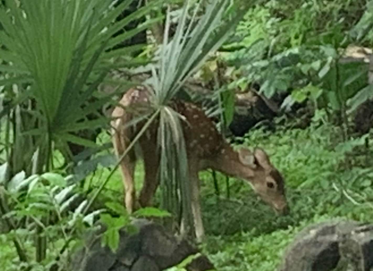 Deer at SGNP, Mumbai