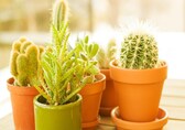Vastu Shastra tips: Don't keep these 7 plants and trees at the entrance of your home