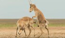 Locking horns to victory: Dramatic sparring saigas shot wins 2025 BMC Journals Image Competition