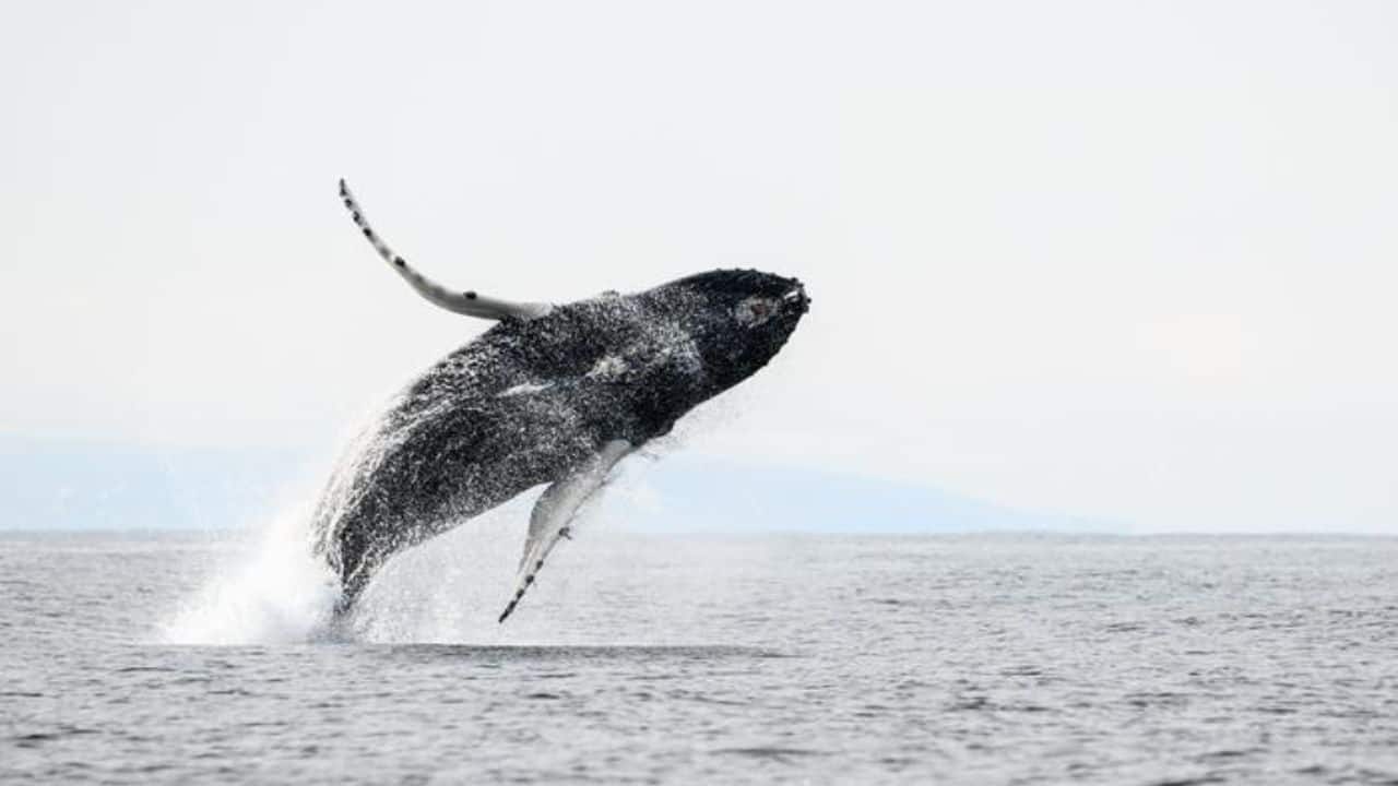 A humpback whale (Megaptera novaeangliae) captured mid-breach off the coast of Varanger, Norway. (Image: Alwin Hardenbol)