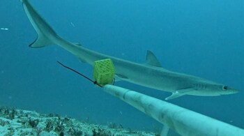 An image of a sliteye shark swimming around a bait box. (Image: Charlotte Oulton)