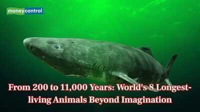 From 200 to 11,000 Years: World's 8 animals with the longest lifespan beyond imagination