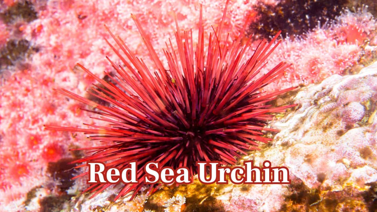Red Sea Urchin – 200 Years: Red sea urchins, found in Pacific waters, can live over 200 years. They show almost no signs of ageing and remain fertile throughout their lives. (Image: Canva)