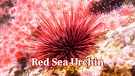 <strong>Red Sea Urchin – 200 Years:</strong> Red sea urchins, found in Pacific waters, can live over 200 years. They show almost no signs of ageing and remain fertile throughout their lives. (Image: Canva)