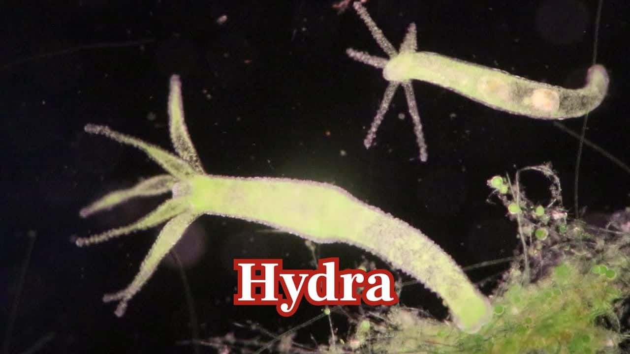 Hydra – The Eternal Creature: Hydras regenerate endlessly with stem cells, showing no signs of ageing. Though vulnerable to predators, in safe conditions, these tiny invertebrates could live forever. (Image: Canva)