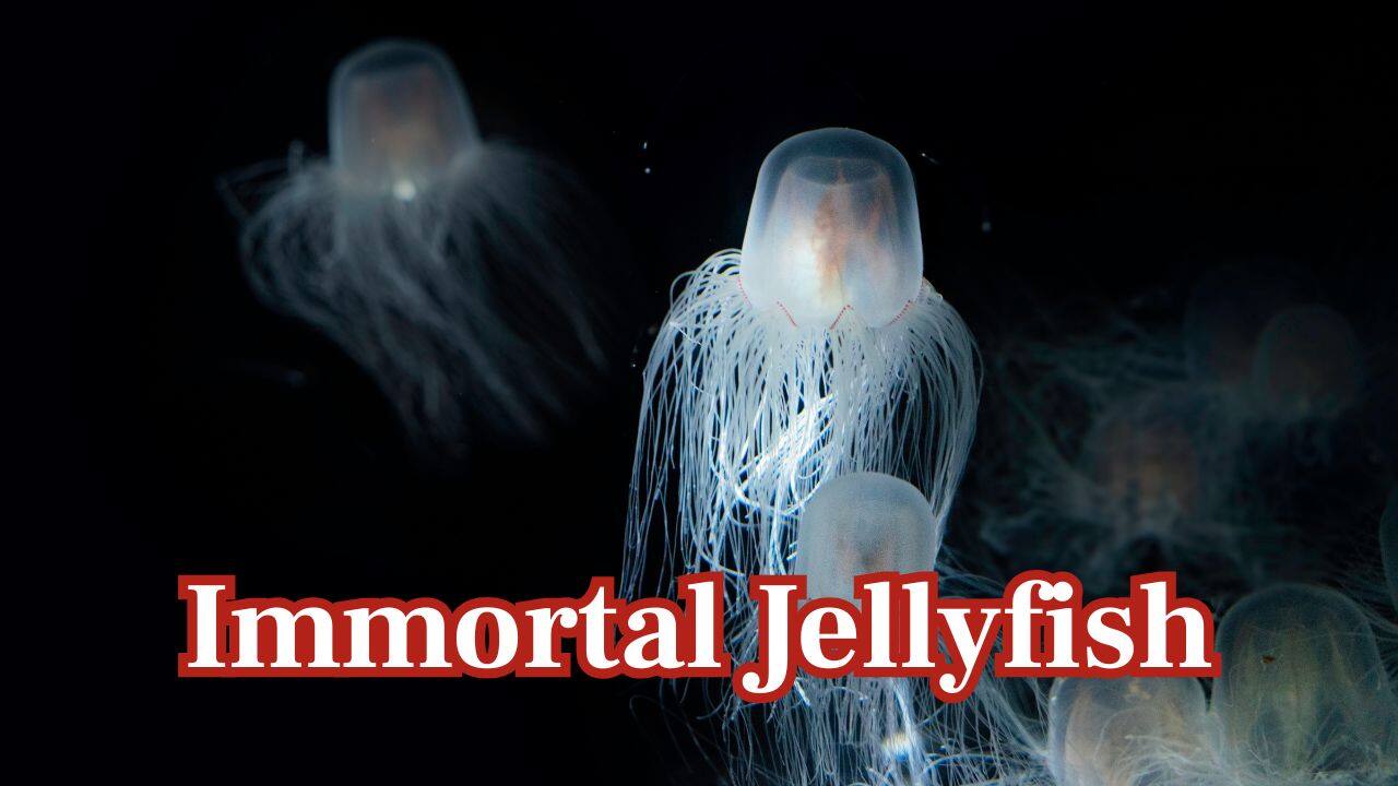 Immortal Jellyfish (Turritopsis dohrnii): Nicknamed the “immortal jellyfish,” it can reverse its life cycle, turning from adult back to polyp repeatedly. This process makes it biologically ageless, though predators can still kill it. (Image: Canva)