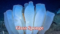 <strong>Glass Sponge – 11,000 Years Old:</strong> Glass sponges form colonies with skeletons resembling glass. Some species, like Monorhaphis chuni, have been dated to around 11,000 years, making them among the oldest animals alive. (Image: NOAA's National Ocean Service)