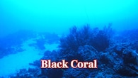 <strong>Black Coral – 4,000 Years:</strong> Deep-sea black coral may look like rock, but it’s made of tiny polyps. Radiocarbon dating shows specimens in Hawaii are over 4,200 years old. (Image: Anthony Montgomery/NOAA's National Ocean Service)
