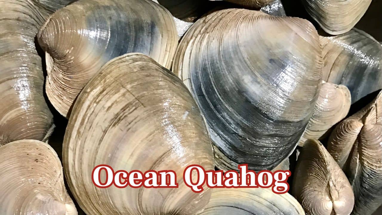 Ocean Quahog – 507 Years: The Arctica islandica clam grows slowly in cold Atlantic waters. One, nicknamed Ming, lived 507 years—born in 1499 during China’s Ming Dynasty. (Image: Canva)