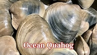 <strong>Ocean Quahog – 507 Years:</strong> The Arctica islandica clam grows slowly in cold Atlantic waters. One, nicknamed Ming, lived 507 years—born in 1499 during China’s Ming Dynasty. (Image: Canva)