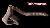 <strong>Tubeworms – 300 Years:</strong> Found on the seafloor, tubeworms feed through symbiotic bacteria. Escarpia laminata species can surpass 300 years, surviving with slow metabolism and almost no predators. (Image: Canva)