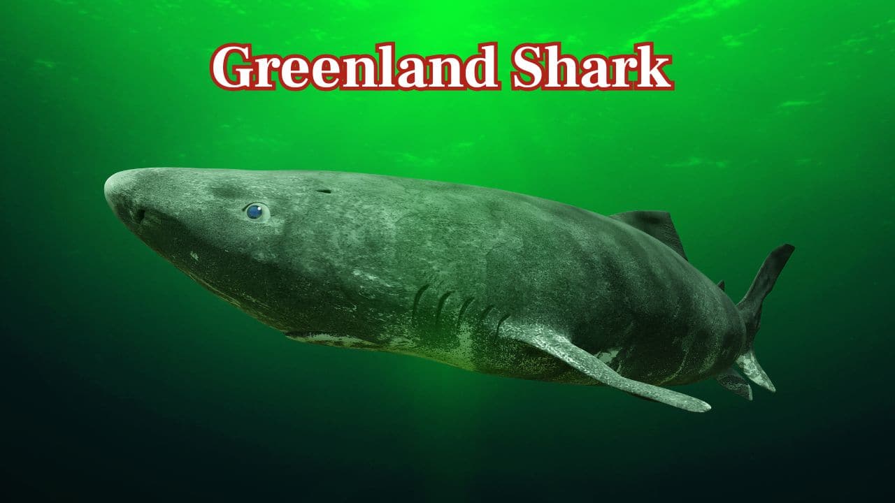 From 200 to 11,000 Years: World's 8 animals with the longest lifespan beyond imagination