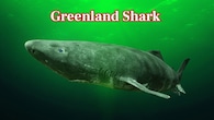 <strong>Greenland Shark – 500 Years:</strong> The Greenland shark is Earth’s longest-living vertebrate. Research suggests lifespans beyond 400 years, with one individual possibly reaching 512 years. These sharks thrive in Arctic deep waters. (Image: Canva)