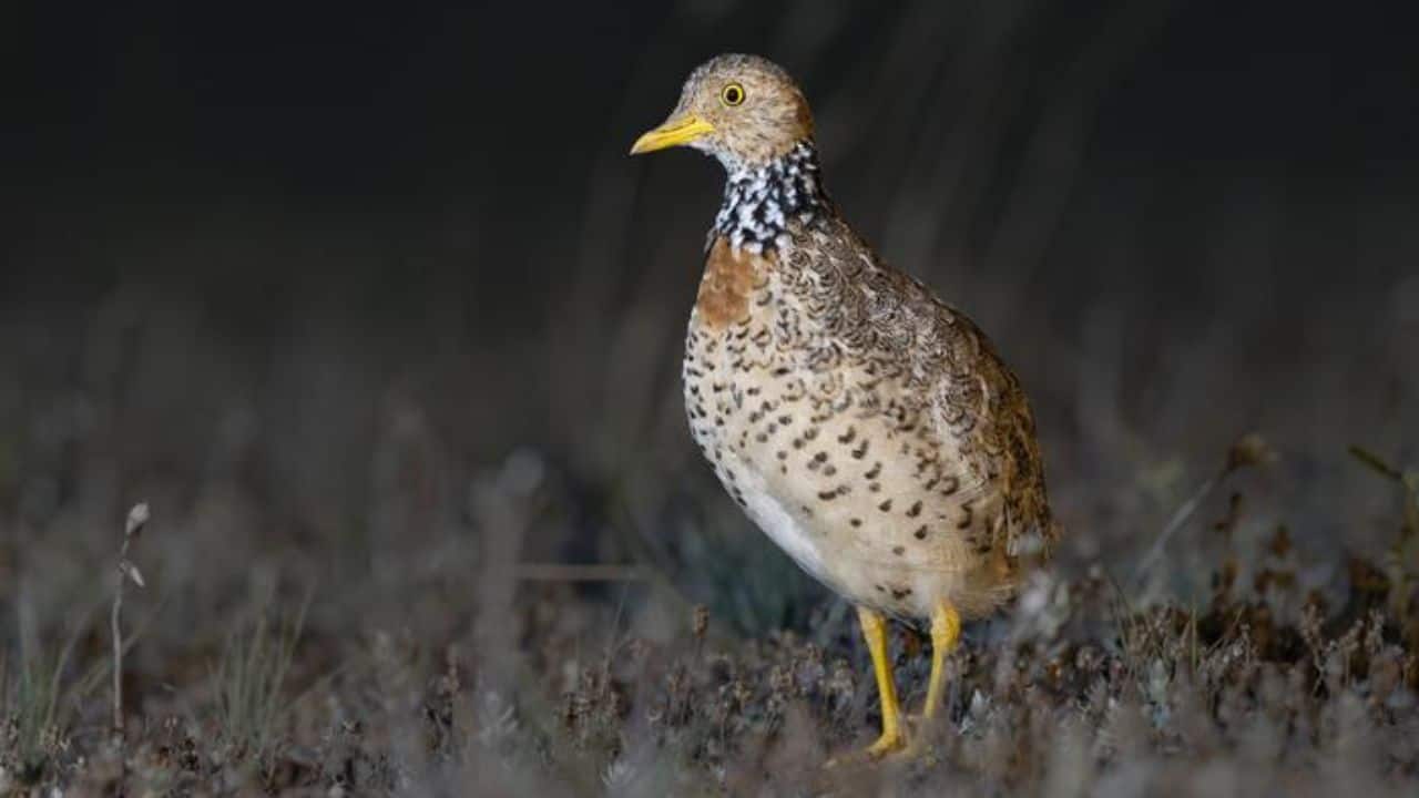 Critically endangered plains-wanderer discovered in unexpected South Australian habitat, shocking scientists