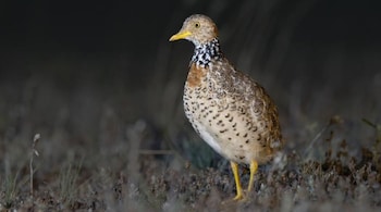 Female Plains-wanderer (Pedionomus torquatus) spotted in Deniliquin, New South Wales, Australia. (Image: JJ Harrison)