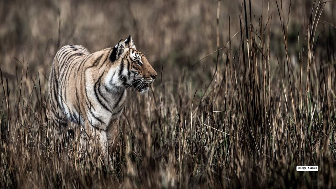 1. Jim Corbett National Park, Uttarakhand India’s first national park is a tiger haven, but it’s also home to elephants, leopards, and over 600 bird species. Early morning mist and riverside views create stunning compositions, while the park’s varied terrain—from hills to grasslands—adds layers to every shot. (Image: Canva)