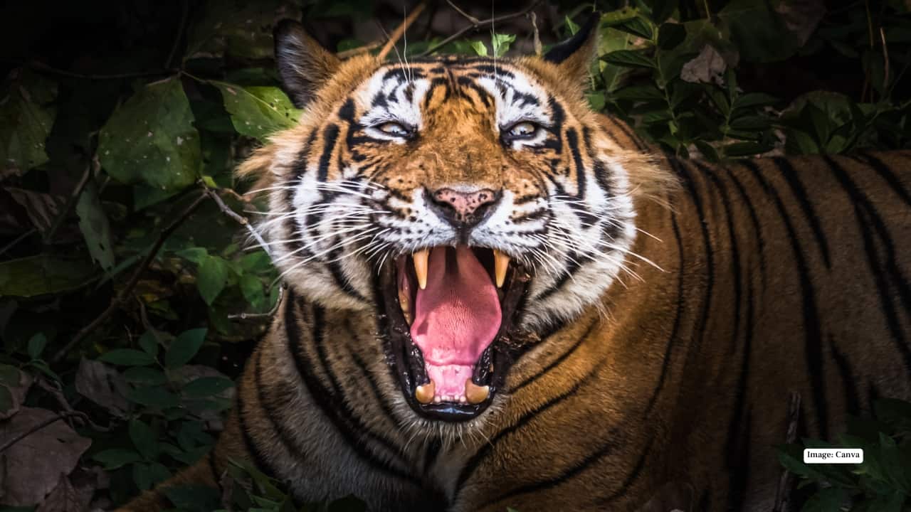 2. Ranthambore National Park, Rajasthan Rugged forts, sun-drenched landscapes, and royal tigers make Ranthambore iconic. Besides tigers, you can capture leopards, marsh crocodiles, and over 300 bird species. The park’s dramatic landscapes and historic ruins provide perfect backdrops for dynamic wildlife and landscape photography. (Image: Canva)