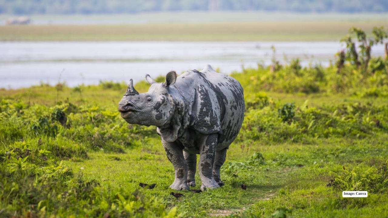 3. Kaziranga National Park, Assam Famous for the one-horned rhinoceros, Kaziranga also hosts elephants, swamp deer, and migratory birds. Its vast grasslands, tall reeds, and serene wetlands create incredible sunrise and sunset shots, offering photographers endless creative possibilities in every season. (Image: Canva)