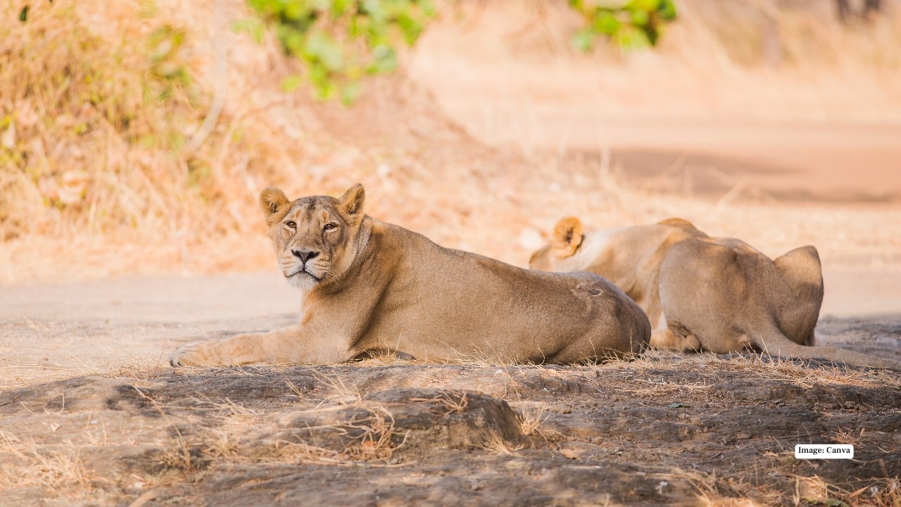 6. Gir National Park, Gujarat Home to the Asiatic lion, Gir also hosts leopards, hyenas, and rare birds. The dry, open landscapes and striking sunsets make it perfect for dramatic silhouette shots, while tracking lions offers thrilling, action-packed photography opportunities. (Image: Canva)