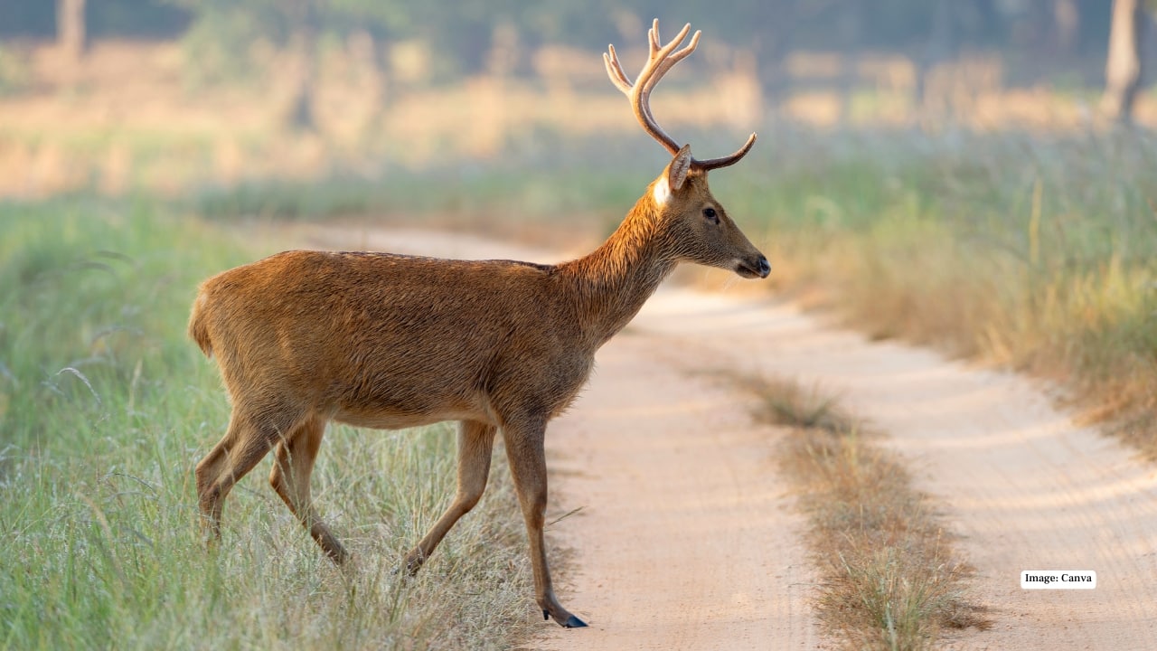 7. Kanha National Park, Madhya Pradesh Kanha’s bamboo forests, open meadows, and river valleys provide iconic shots of tigers, leopards, and sloth bears. Seasonal blooms, migratory birds, and the natural light filtering through dense foliage give photographers diverse subjects throughout the year. (Image: Canva)