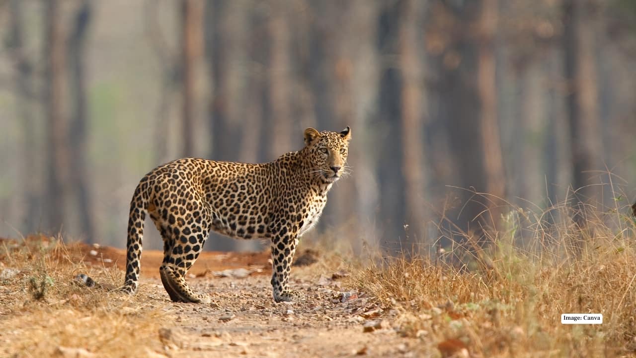 9. Nagarhole National Park, Karnataka Nagarhole’s dense forests and meandering rivers make it a paradise for wildlife photography. Elephants, tigers, and leopards roam freely, while the rich birdlife and varied landscapes create endless frame-worthy moments. (Image: Canva)