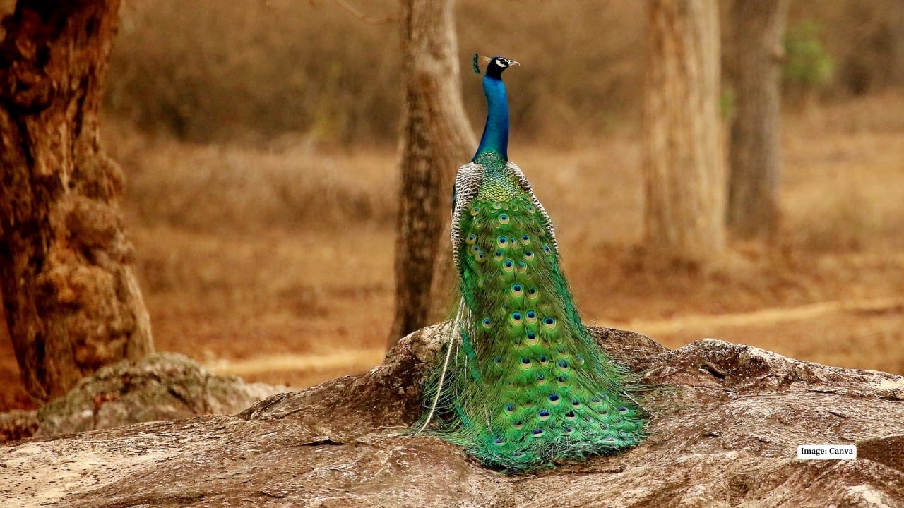 10. Bandipur National Park, Karnataka Part of the Nilgiri Biosphere Reserve, Bandipur is home to elephants, tigers, and leopards. Its rolling hills, open grasslands, and forested trails provide excellent opportunities for capturing wildlife in natural, dynamic settings. (Image: Canva)