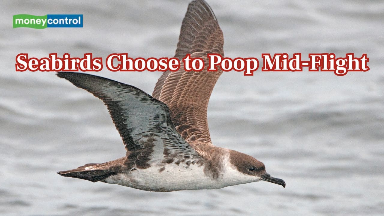 Seabirds choose to poop mid-flight, not on water, study explains strange ritual