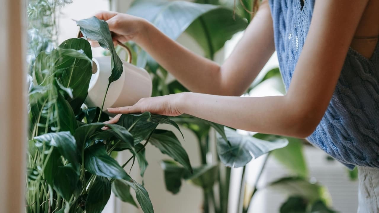 10 indoor plants that thrive on leftover rice water