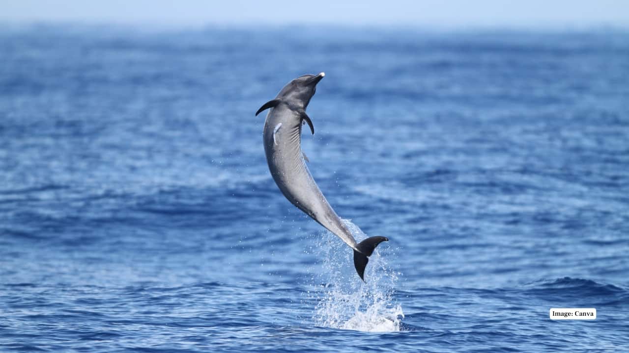 Dolphin Spotting (Image: Canva)
