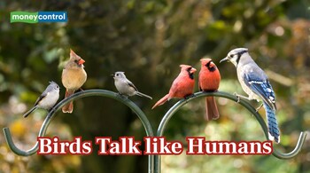 Birdsong Study Finds Birds Follow Human Language Efficiency (Image: Canva)