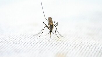 Symptoms of dengue and viral fever: Viral fevers usually fade in three to five days with rest, fluids, and paracetamol. Dengue fevers, however, are more stubborn, high, prolonged, and may suddenly return after a short break (Image: Pexels)