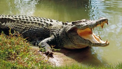 Why crocodile experts in Laos are carefully collecting eggs from wild nests