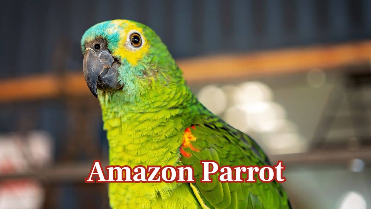 Amazon Parrot: Yellow-naped Amazons are renowned for sharp voices and creating complete sentences, which makes them perfect human speech mimics. (Image: Canva) Amazon Parrot: Yellow-naped Amazons are renowned for sharp voices and creating complete sentences, which makes them perfect human speech mimics. (Image: Canva)
