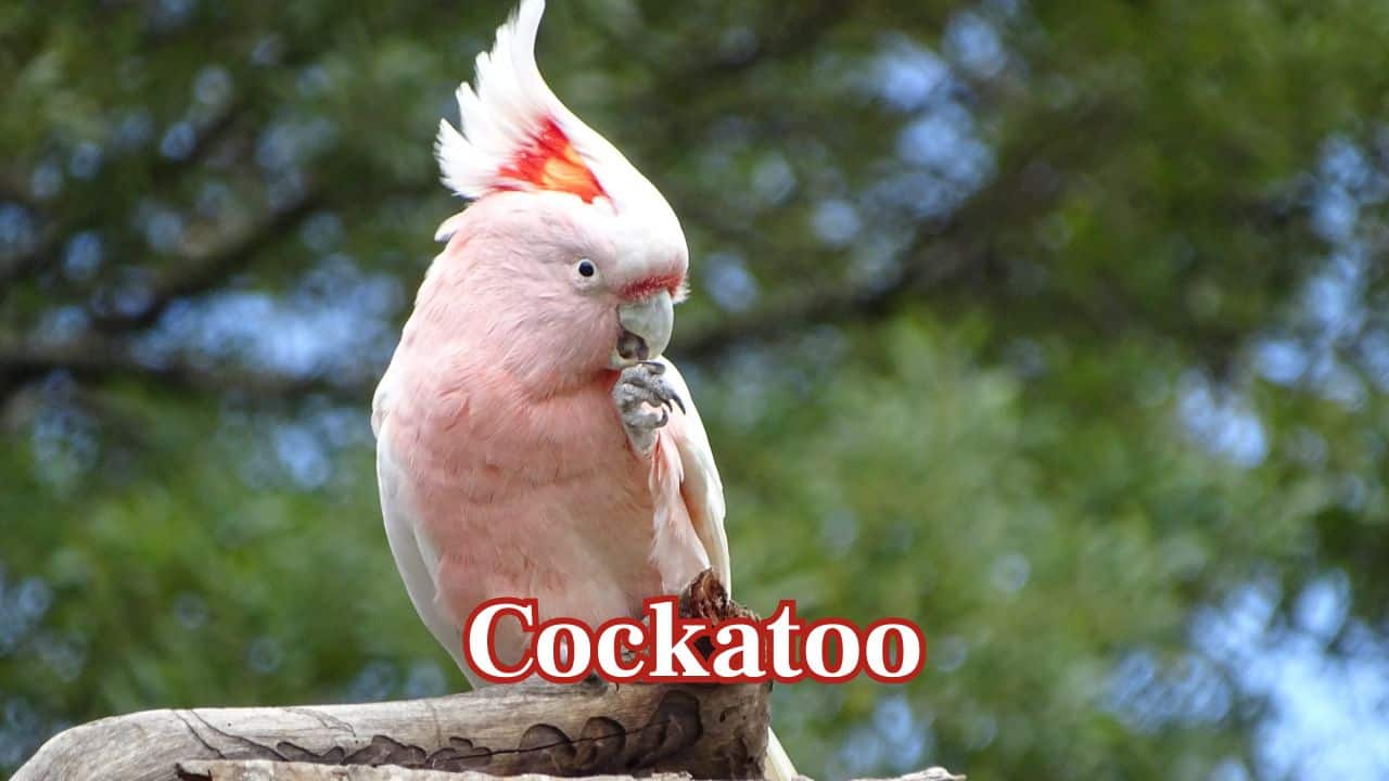 Cockatoo: Sulphur-crested cockatoos will repeat words, laughter, and even songs, making them entertaining and noisy companions. (Image: Canva) Cockatoo: Sulphur-crested cockatoos will repeat words, laughter, and even songs, making them entertaining and noisy companions. (Image: Canva)