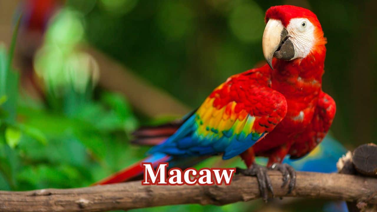 Macaw: Blue-and-gold and scarlet macaws are capable of learning big vocabularies, even mimicking the voice of humans with clarity and humor. (Image: Canva) Macaw: Blue-and-gold and scarlet macaws are capable of learning big vocabularies, even mimicking the voice of humans with clarity and humor. (Image: Canva)