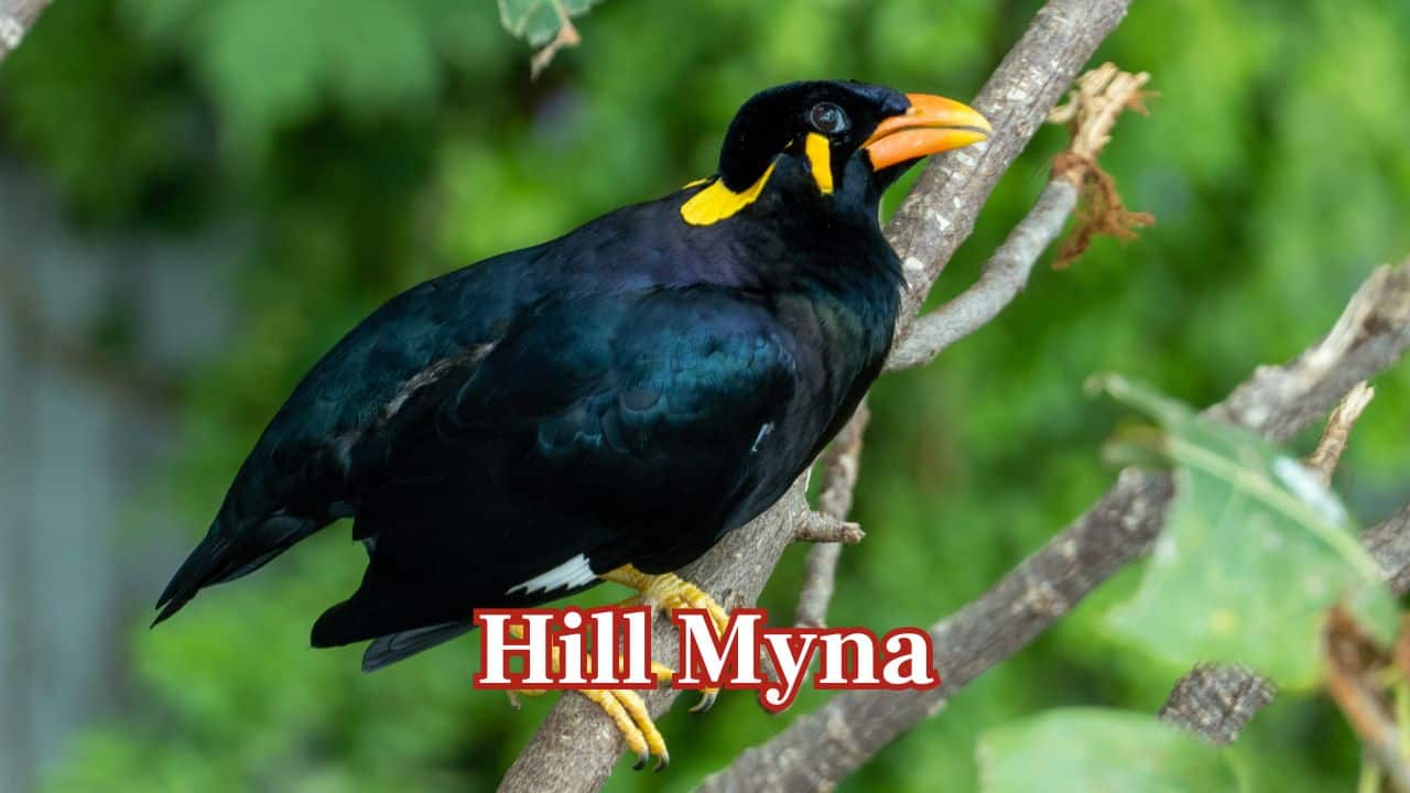 Hill Myna: Hill Mynas are excellent imitators, reproducing human tones, accents, and daily sounds with impeccable accuracy. (Image: Canva) Hill Myna: Hill Mynas are excellent imitators, reproducing human tones, accents, and daily sounds with impeccable accuracy. (Image: Canva)