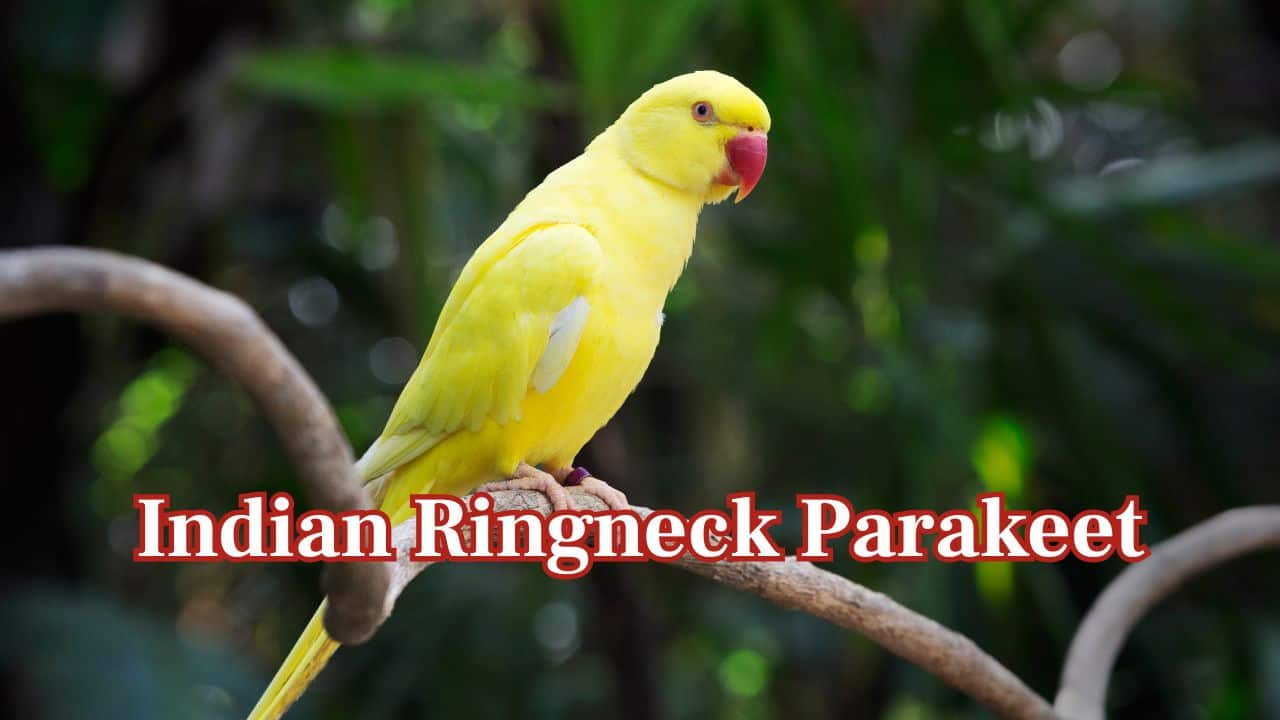 Indian Ringneck Parakeet: Rose-ringed parakeets are able to imitate lengthy sentences and sounds, frequently talking with remarkable fluency. (Image: Canva) Indian Ringneck Parakeet: Rose-ringed parakeets are able to imitate lengthy sentences and sounds, frequently talking with remarkable fluency. (Image: Canva)