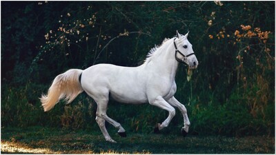 Woman donates daughter’s pet horse to zoo, officials feed it to lions, sparking outrage