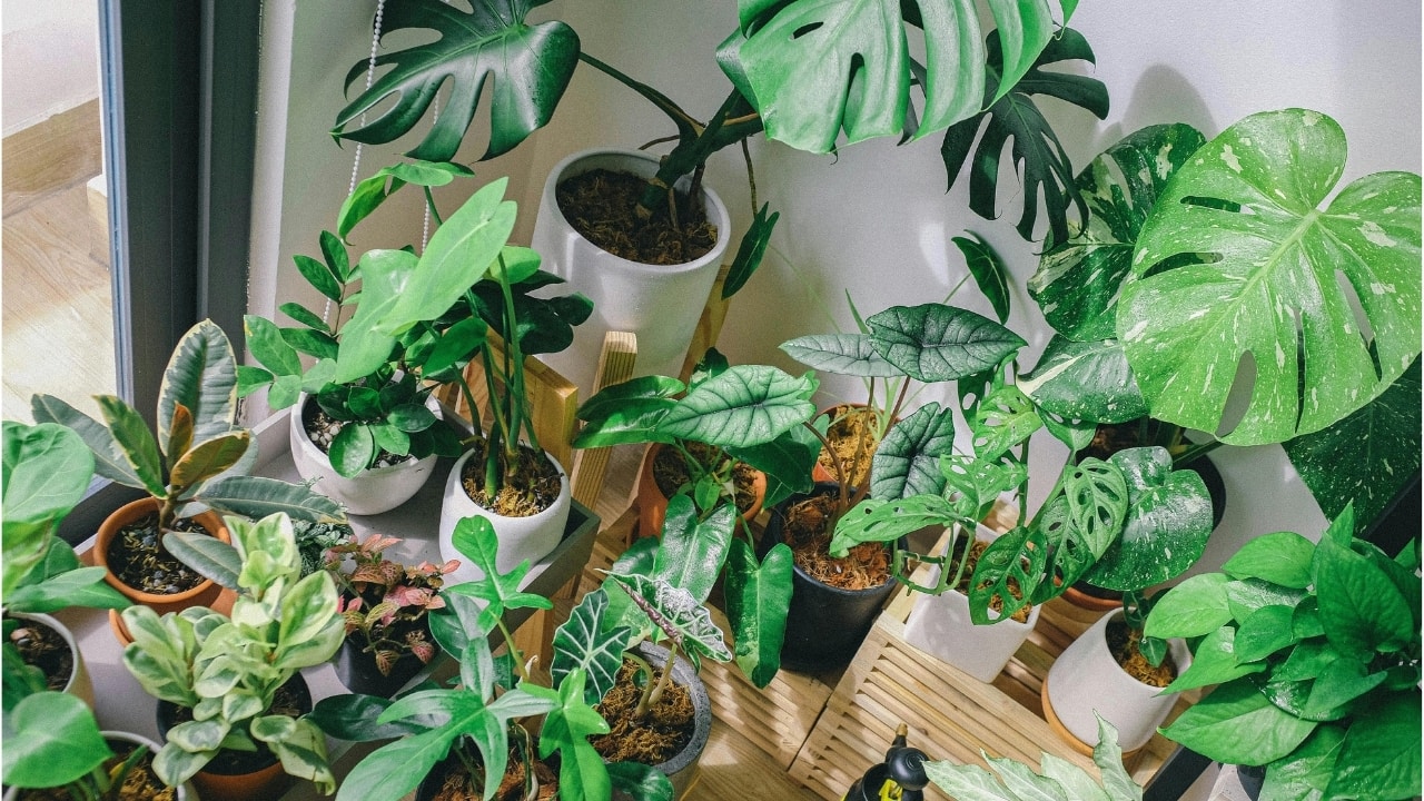 Gardening tips: How to give your home decor a zen vibe with trending houseplants