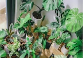 Gardening tips: How to give your home decor a zen vibe with trending houseplants