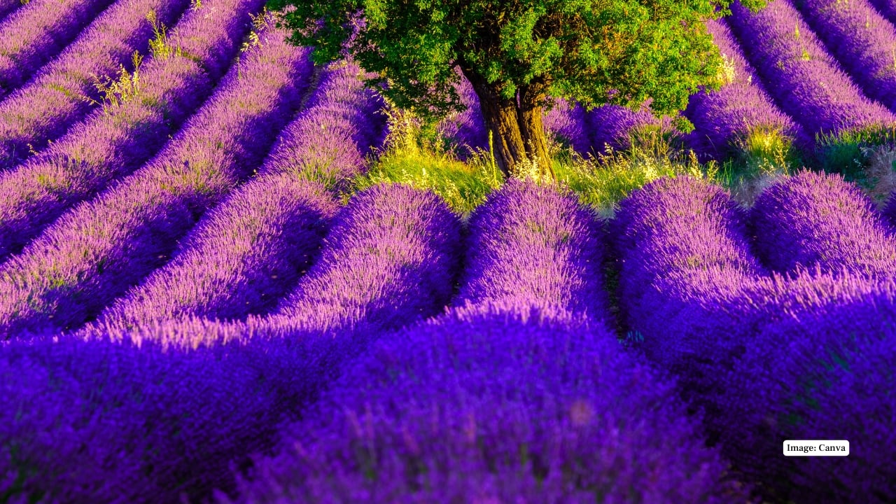 2. Valensole Plateau, France This plateau is covered with vast lavender rows stretching to the horizon. Its golden sunsets and traditional farmhouses create a dreamy backdrop that attracts tourists, artists, and Instagrammers from around the globe. (Image: Canva)