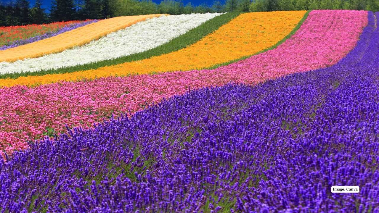 3. Hokkaido, Japan Furano in Hokkaido transforms into a lavender wonderland every summer. Fields bloom in July, framed by Mount Tokachi, while flower festivals and artisanal lavender ice creams elevate the seasonal experience. (Image: Canva)