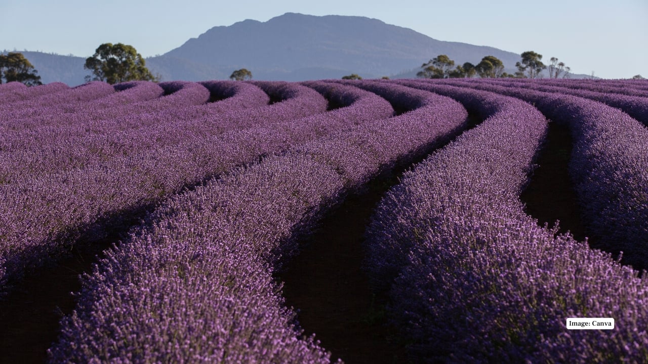 4. Bridestowe Estate, Australia Located in Tasmania, this estate is one of the world’s largest privately-owned lavender farms. Famous for its soothing purple landscapes and lavender products, it is a must-visit in southern hemisphere summers. (Image: Canva)