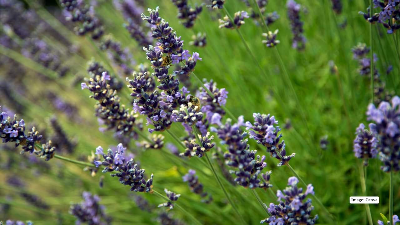 5. Sequim, Washington, USA Known as the "Lavender Capital of North America," Sequim hosts lush farms, open fields, and a vibrant annual lavender festival that draws crowds seeking both fragrance and sweeping Pacific Northwest views. (Image: Canva)