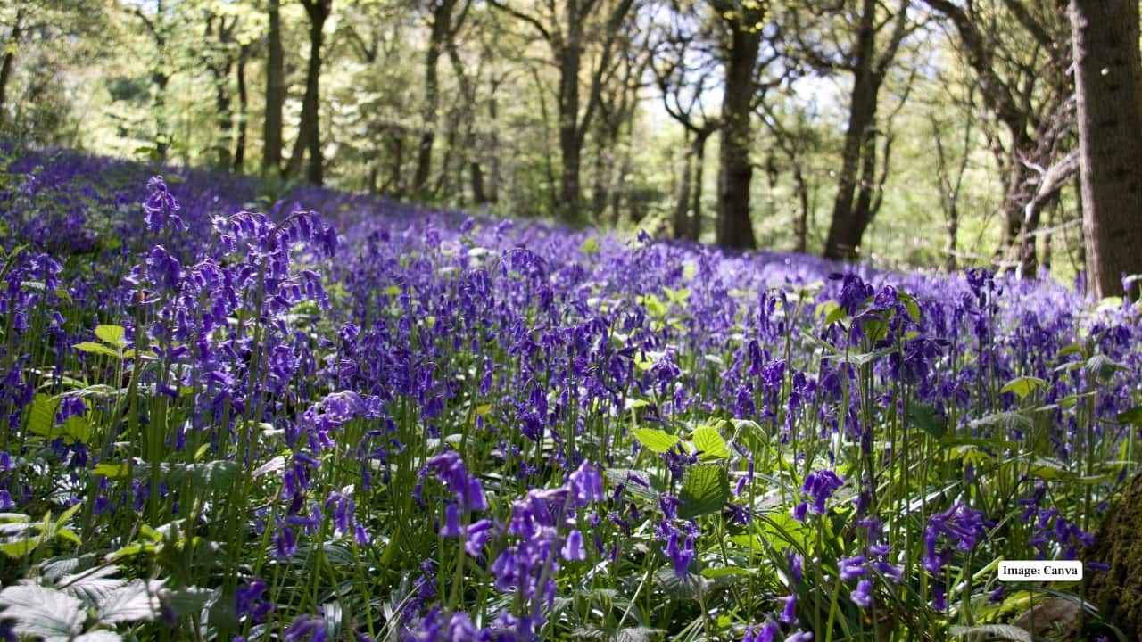 6. Banstead, England Just outside London, the Mayfield Lavender Farm offers a countryside escape. Its neat rows, rustic charm, and picturesque summer blooms make it a popular choice for family visits and day trips. (Image: Canva)