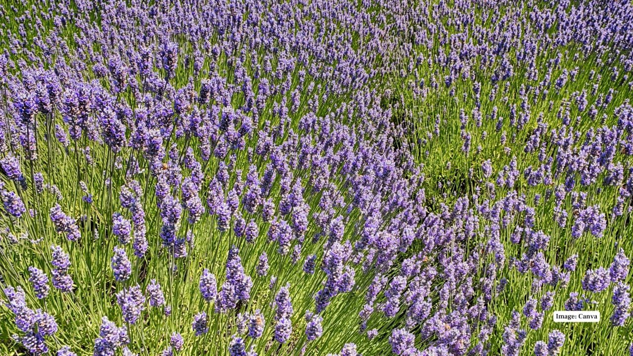8. Pelindaba, Washington, USA Located on San Juan Island, Pelindaba Lavender Farm showcases sustainable cultivation. Its stunning rows, artisan lavender products, and coastal scenery make it a blend of nature, farming, and eco-tourism. (Image: Canva)