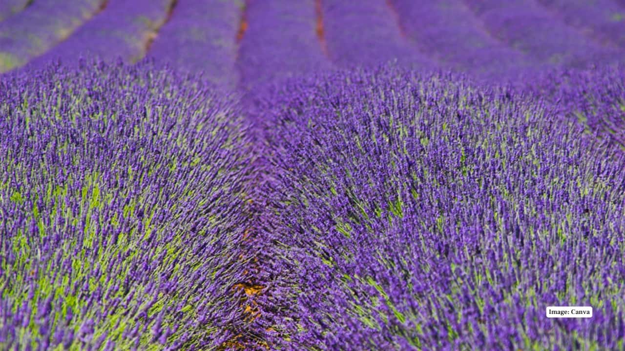 9. Norfolk, England Heacham Lavender Farm in Norfolk offers classic English countryside views. Visitors enjoy walking paths, farm shops, and the sight of fields turning into purple oceans under wide East Anglian skies. (Image: Canva)